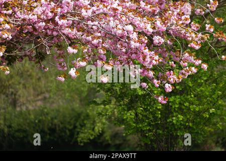 Pink cherry tree blossom hanging from a tree in spring morning sunlight in Norfolk UK Foto Stock