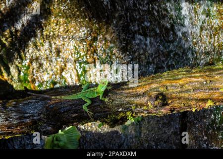 Drago della foresta gigante - Gonocephalus grandis, bella grande verde agama dalle foreste del sud-est asiatico, Malesia. Foto Stock