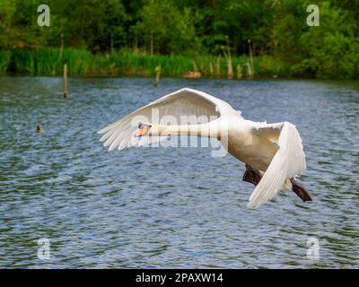 Swan che arriva a terra sull'acqua Foto Stock