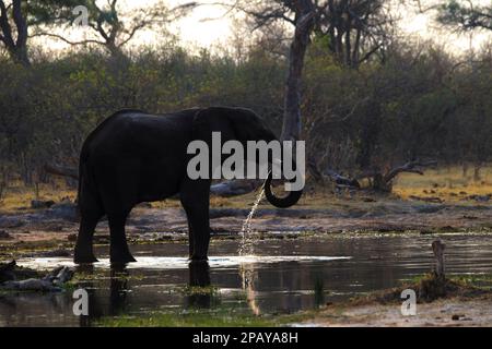 L'elefante, Loxodonta africana, si trova in acque poco profonde dove bere, retroilluminato dal sole. Riflessione in acqua. Delta dell'Okavango, Botswana, Africa Foto Stock