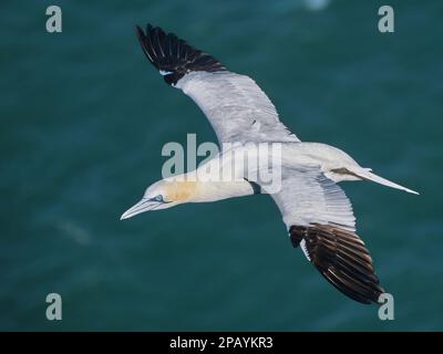 Gannet di volo Foto Stock