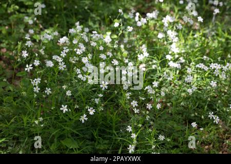 Große Sternmiere, Grosse Sternmiere, Echte Sternmiere, Großblütige Sternmiere, Sternmiere, Stern-Miere, Stellaria hologea, Rabelera hologea, Stitchw Foto Stock