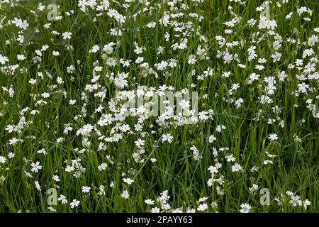 Große Sternmiere, Grosse Sternmiere, Echte Sternmiere, Großblütige Sternmiere, Sternmiere, Stern-Miere, Stellaria hologea, Rabelera hologea, Stitchw Foto Stock