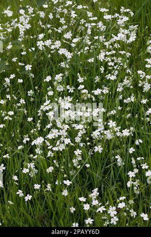 Große Sternmiere, Grosse Sternmiere, Echte Sternmiere, Großblütige Sternmiere, Sternmiere, Stern-Miere, Stellaria hologea, Rabelera hologea, Stitchw Foto Stock