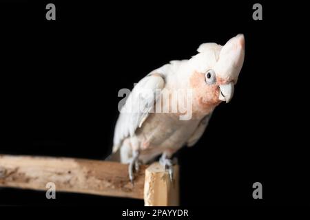 Una foto poco profonda del campo di una galà australiana corella pappagallo ibrido su sfondo nero Foto Stock