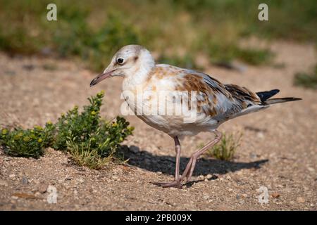 Un pulcino di gabbiano a testa nera sta camminando sulla sabbia, Ostrov, regione di Pskov, Russia Foto Stock