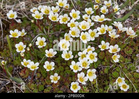 Moos-Steinbrech, Moossteinbrech, Steinbrech, Saxifraga Vespitosa, Saxifraga Vespitosa, Saxifraga caespitosa, sassifrago alpino tufted, sassifrago tufted Foto Stock