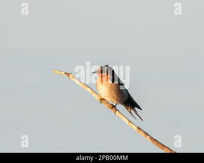 Swallow di benvenuto (Hirundo neoxena) seduto su un ramo, con sfondo cielo piano Foto Stock