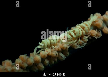 Un paio di gamberetti partner di corallo a frusta sono seduti su un corallo a frusta di mare, Panglao, Filippine Foto Stock