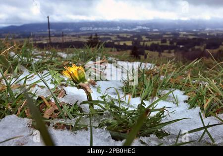 12 marzo 2023, Baviera, Stötten: Una fioritura di dente di leone si trova tra i resti di neve contro le montagne nuvolose. Foto: Karl-Josef Hildenbrand/dpa Foto Stock