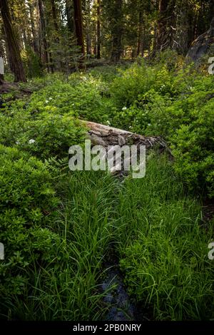 Il torrente sparisce nelle erbe di alto lungo Trail nel Kings Canyon National Park Foto Stock