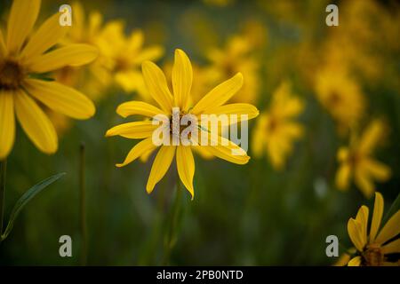 Mazzo di girasole lungo il sentiero fino al punto di osservazione a Zion Foto Stock