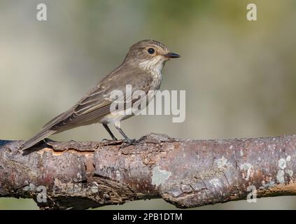 Flycatcher solitario spottato (Muscicapa striata) arroccato su vecchio ramo di lichen prima della migrazione Foto Stock