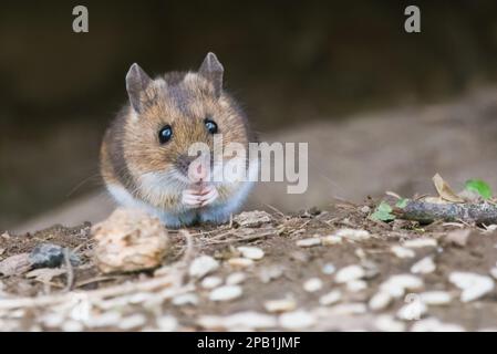 Topo di legno (Apodemus sylvaticus) che si fora nei boschi di Perth, Scozia. Foto Stock