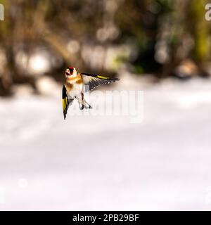 Goldfinch volando verso un Garden feeder nella neve Foto Stock