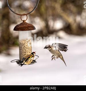 Un Goldfinch cerca di spaventare un passero dall'alimentatore di uccelli da giardino in inverno. Foto Stock