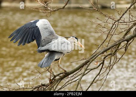 Airone grigio, ardea cinerea seduto su un ramo d'albero e in equilibrio nel vento forte con le sue ali distese su una riva di uno stagno in Royal Game Re Foto Stock