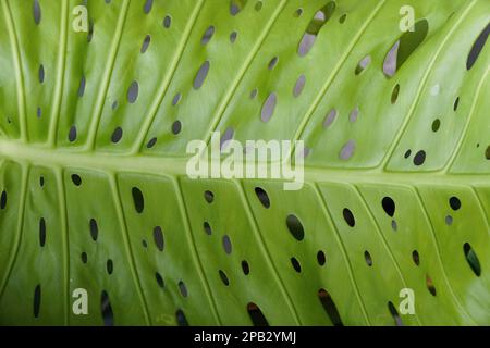 Primo piano di una foglia verde chiaro di Monstera Deliciosa Swiss Cheese tropicale pianta Foto Stock