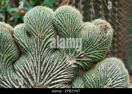 Cactus a forma di corallo, conosciuto anche con il nome scientifico Strictum Crestata Foto Stock