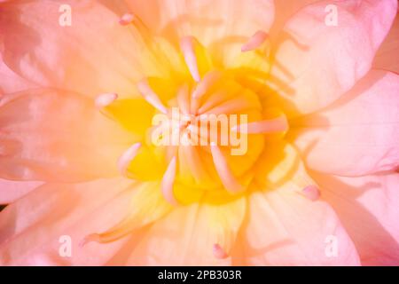 I petali del Sacro Loto rosa, è una pianta del genere Loto (Nelumbo), un fiore di loto che fiorisce in natura Foto Stock