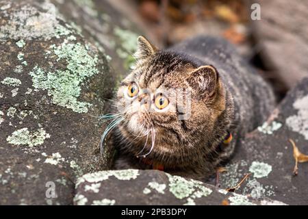 Un dolce marrone tabby esotica razza shorthair di gatti seduti su una pietra grigia n ha paura di viaggiare all'aperto e si guarda intorno con paura Foto Stock