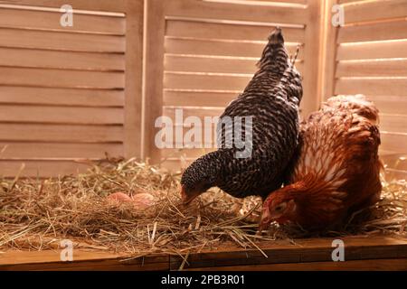 Due diversi bei polli con uova su fieno in henhouse Foto Stock