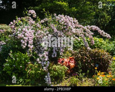 Deutzia 'Mont Rose' in un confine estivo presso la Garden House, Buckland Monachorum, Devon Foto Stock