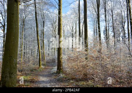 D-BW. Maulbronn, Raureif im Wald Foto Stock