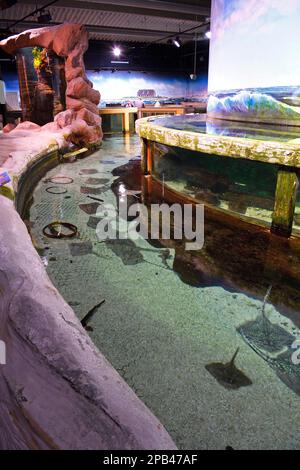 Bacini e acquari nel Sylt-Aquarium, Westerland, Sylt, Isole Frisone Settentrionali, Frisia Settentrionale, Schleswig-Holstein, Germania, Europa Foto Stock