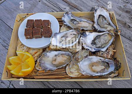 6 ostriche fresche, Sylter Royal, servite in un tradizionale cestino di patatine fritte, Sylt, Isole Frisone Settentrionali, Frisia Settentrionale, Schleswig-Holstein, Germania, Europa Foto Stock