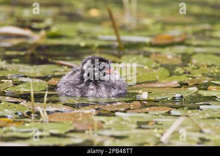 Little grebe (Tachybaptus ruficollis) pulcino nuotando tra vegetazione galleggiante, Cromford, Derbyshire, Inghilterra, Regno Unito, Europa Foto Stock