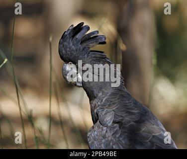 Cockatoo nero dalla coda rossa (Calyptorhynchus banksii), maschio adulto, primo piano, Uluru-Kata Tjuta N. P. Red Centre, Northern Territory, Australia, o Foto Stock