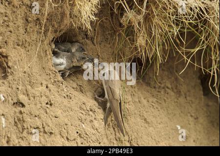 Sand Martin (Riparia riparia), pulcini per l'alimentazione degli adulti, all'ingresso nesthole in Sandbank, River dove, Staffordshire, Inghilterra, Regno Unito, Europa Foto Stock