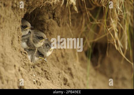 Pulcini Sand Martin (Riparia Riparia), all'ingresso nesthole in Sandbank, River dove, Staffordshire, Inghilterra, Regno Unito, Europa Foto Stock