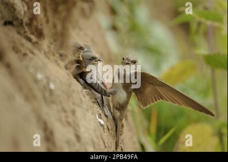 Sand Martin (Riparia riparia), pulcini per l'alimentazione degli adulti, all'ingresso nesthole in Sandbank, River dove, Staffordshire, Inghilterra, Regno Unito, Europa Foto Stock