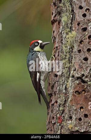 Picchio di Acorn (Melanerpes formicivorus lineatus), maschio adulto, aggrappato al tronco dell'albero, con ghiande in cache, El Picacho N. P. Tegucigalpa, Honduras, Foto Stock