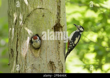 Grande picchio macchiato (Dendrocopos Major) femmina adulta, con cibo in becco, con pulcino che guarda fuori dall'ingresso nesthole nel tronco dell'albero, Cannock Cha Foto Stock