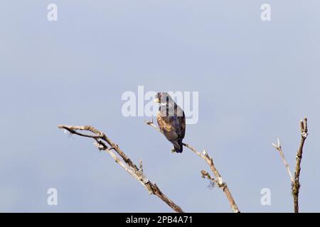 Pappagallo di bronzo (Pionus calcopterus), pappagallo di bronzo, pappagalli, animali, uccelli, Pappagallo con alette in bronzo per adulti, arroccato sull'Ecuador Foto Stock