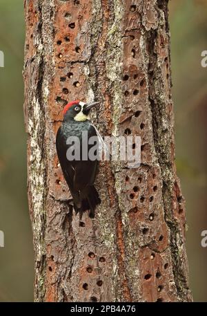 Picchio di Acorn (Melanerpes formicivorus lineatus), maschio adulto, aggrappato al tronco dell'albero, con ghiande in cache, El Picacho N. P. Tegucigalpa, Honduras, Foto Stock