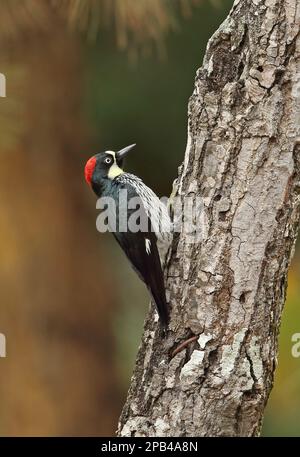 Acorn Woodpecker (Melanerpes formicivorus lineatus) femmina adulta, aggrappata al tronco dell'albero, El Picacho N. P. Tegucigalpa, Honduras, America Centrale Foto Stock