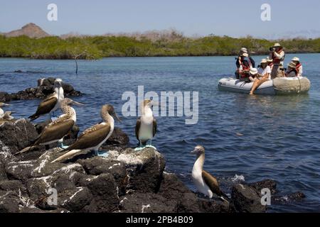 Turisti che fotografano boobies dalle zampe blu di animali spaventosi nelle isole Galapagos Foto Stock