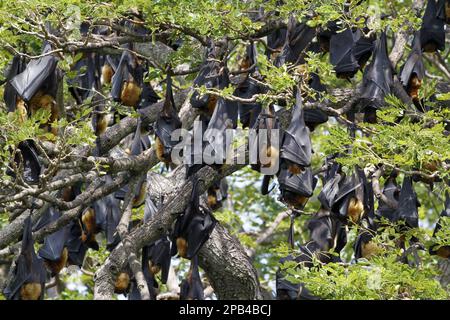 Volpe volanti indiane (Pteropus giganteus), volpe volanti giganti indiane, volpi volanti, pipistrelli, mammiferi, Animali, colonia indiana volpe volante, roosting Foto Stock