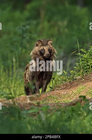 Il cane Raccoon (Nyctereutes procyonoides ussuriensis) ha introdotto specie, adulto, in piedi nella radura della foresta, Foresta di Alutaguse, Contea di Ida-Viru, Estonia, Foto Stock