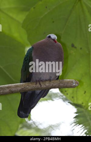 Colomba smeraldo comune (Calcoposy indica), colomba lucida, colomba smeraldo, colombi ad alette verdi, colomba lucida, Emerald Doves, Pigeon, Animali, Uccelli, il COM Foto Stock