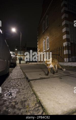 Volpe rossa europea (Vulpes vulpes) immatura, in piedi sul marciapiede della strada in città di notte, Londra, Inghilterra, Regno Unito, Europa Foto Stock