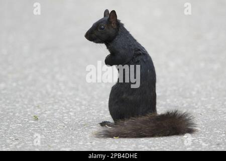 Scoiattolo grigio orientale (Sciurus carolinensis), roditori, mammiferi, animali, forma melanistica scoiattolo grigio orientale, adulto, seduto a terra, Ontario, CAN Foto Stock