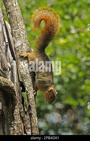 Scoiattolo cespuglio rosso (Paraxerus palliatus) adulto,), KwaZulu-Natal, Sud Africa, novembre, arrampicandosi giù tronco di albero, iSimangaliso Wetland Park Greater St Foto Stock