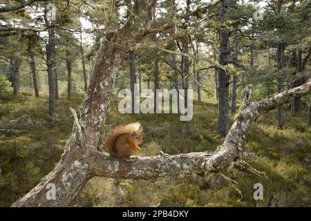 Scoiattolo rosso eurasiatico (Sciurus vulgaris), scoiattoli, roditori, mammiferi, animali, Scoiattolo rosso eurasiatico adulto, seduto su ramo in habitat pineta, Foto Stock