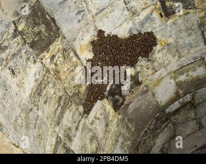 Colonia riproduttiva del pipistrello dalle orecchie di topo minori (Myotis blythii) che ruggisce in una rovina del palazzo in una remota città medievale armeno-turca in rovina, Ani, Kars Foto Stock