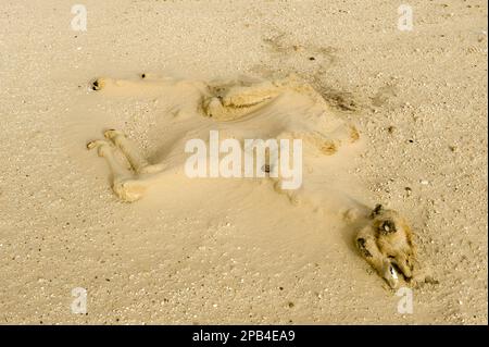 Dromedario, dromedari, cammello a una gobba, cammello arabo, cammelli arabi, Cammelli, mammiferi, animali, secco lungo morto dromedario cammello vitello carcassa mezzo bur Foto Stock